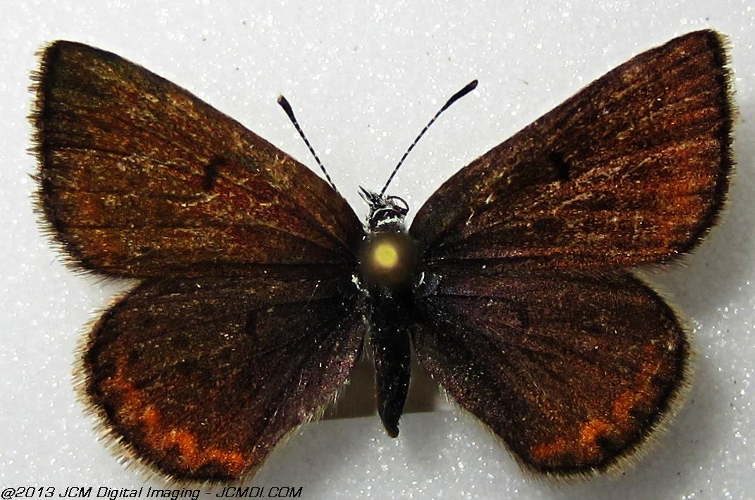 Plebejus saepiolus (The Greenish Blue, Kern Co, Lake Isabella area)